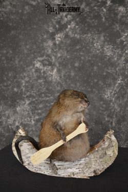 Muskrat in canoe taxidermy mount for sale * SKU 2031