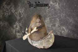 Muskrat in canoe taxidermy mount for sale * SKU 2031 - Image 6