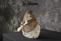 Muskrat in canoe taxidermy mount for sale * SKU 2031 - Image 5