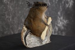 Muskrat in canoe taxidermy mount for sale * SKU 2031 - Image 3