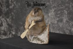 Muskrat in canoe taxidermy mount for sale * SKU 2033 - Image 6