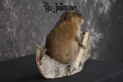 Muskrat in canoe taxidermy mount for sale * SKU 2033 - Image 3