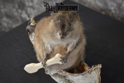 Muskrat in canoe taxidermy mount for sale * SKU 2033 - Image 2