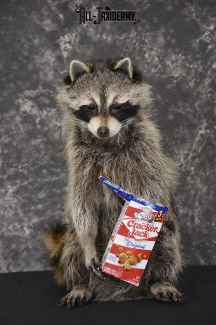 Raccoon Holding Cracker Jacks taxidermy mount for sale * SKU 2028