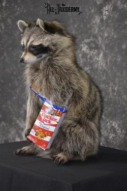 Raccoon Holding Cracker Jacks taxidermy mount for sale * SKU 2028 - Image 5