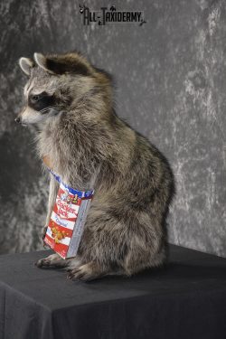 Raccoon Holding Cracker Jacks taxidermy mount for sale * SKU 2028 - Image 4