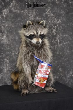 Raccoon Holding Cracker Jacks taxidermy mount for sale * SKU 2028 - Image 3