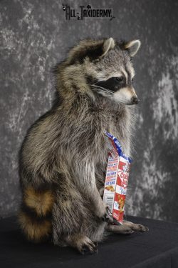 Raccoon Holding Cracker Jacks taxidermy mount for sale * SKU 2028 - Image 2
