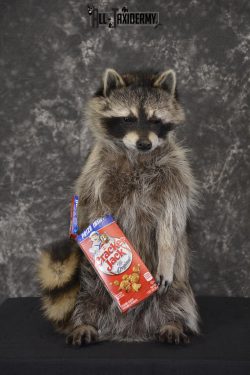 Raccoon Holding Cracker Jacks taxidermy mount for sale * SKU 2029