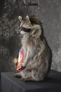 Raccoon Holding Cracker Jacks taxidermy mount for sale * SKU 2029 - Image 4
