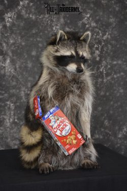 Raccoon Holding Cracker Jacks taxidermy mount for sale * SKU 2029 - Image 3