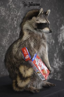Raccoon Holding Cracker Jacks taxidermy mount for sale * SKU 2029 - Image 2