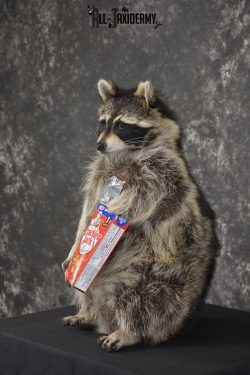 Raccoon Holding Cracker Jacks taxidermy mount for sale * SKU 2030 - Image 5