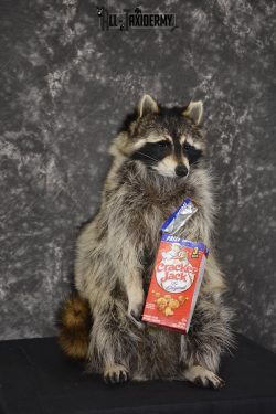 Raccoon Holding Cracker Jacks taxidermy mount for sale * SKU 2030 - Image 3