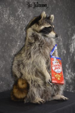 Raccoon Holding Cracker Jacks taxidermy mount for sale * SKU 2030 - Image 2