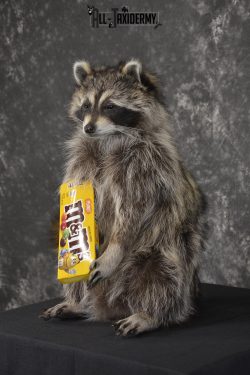 Raccoon Holding M&M Candy taxidermy mount * SKU 2025 - Image 5