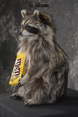 Raccoon Holding M&M Candy taxidermy mount * SKU 2025 - Image 4