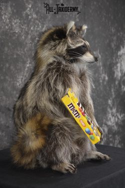 Raccoon Holding M&M Candy taxidermy mount * SKU 2025 - Image 2