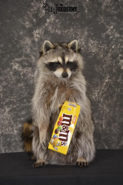 Raccoon Holding M&M Candy taxidermy mount * SKU 2026