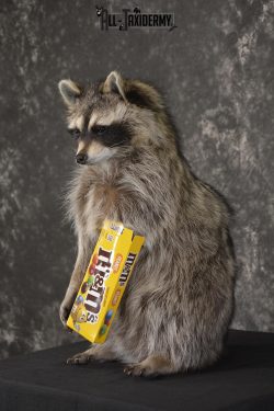 Raccoon Holding M&M Candy taxidermy mount * SKU 2026 - Image 5