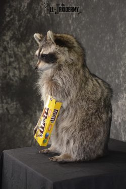 Raccoon Holding M&M Candy taxidermy mount * SKU 2026 - Image 4