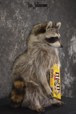 Raccoon Holding M&M Candy taxidermy mount * SKU 2026 - Image 2