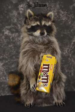 Raccoon Holding M&M Candy taxidermy mount * SKU 2027