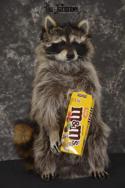 Raccoon Holding M&M Candy taxidermy mount * SKU 2027