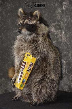Raccoon Holding M&M Candy taxidermy mount * SKU 2027 - Image 5