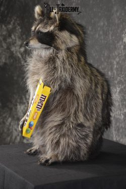 Raccoon Holding M&M Candy taxidermy mount * SKU 2027 - Image 4