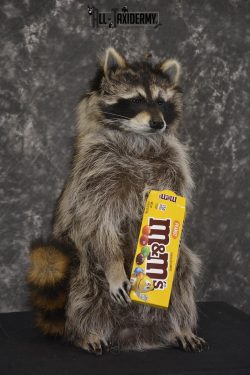 Raccoon Holding M&M Candy taxidermy mount * SKU 2027 - Image 3