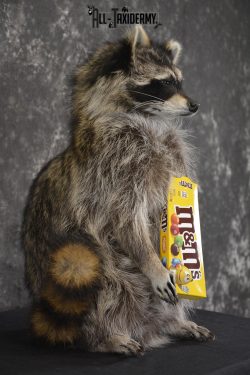 Raccoon Holding M&M Candy taxidermy mount * SKU 2027 - Image 2