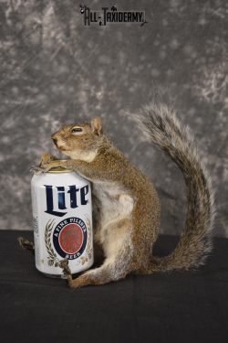 Gray Squirrel drinking Miller Lite * SKU 2024