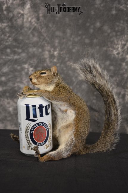 Gray Squirrel drinking Miller Lite * SKU 2024