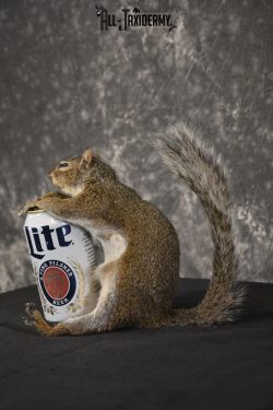 Gray Squirrel drinking Miller Lite * SKU 2024 - Image 5