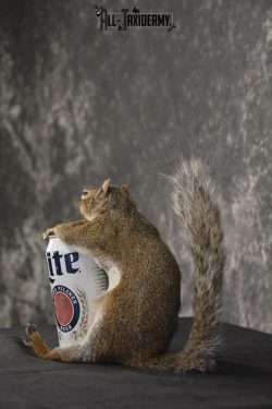 Gray Squirrel drinking Miller Lite * SKU 2024 - Image 4