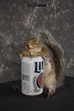 Gray Squirrel drinking Miller Lite * SKU 2024 - Image 3