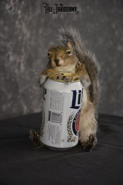 Gray Squirrel drinking Miller Lite * SKU 2024 - Image 2