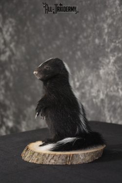 Baby Skunk Taxidermy mount for sale * SKU 2022 - Image 5