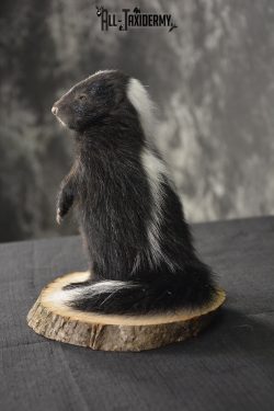 Baby Skunk Taxidermy mount for sale * SKU 2022 - Image 4