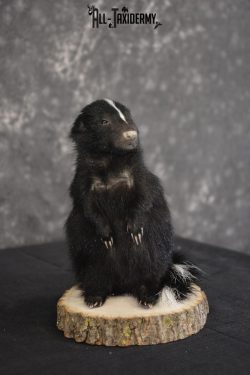 Baby Skunk Taxidermy mount for sale * SKU 2022 - Image 3