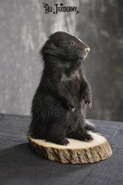Baby Skunk Taxidermy mount for sale * SKU 2022 - Image 2