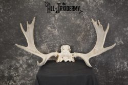 Shiras Moose Skull plate with Antlers taxidermy for sale * SKU 2023 - Image 6