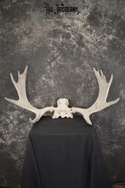 Shiras Moose Skull plate with Antlers taxidermy for sale * SKU 2023