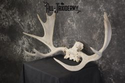Shiras Moose Skull plate with Antlers taxidermy for sale * SKU 2023 - Image 5