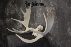 Shiras Moose Skull plate with Antlers taxidermy for sale * SKU 2023 - Image 4