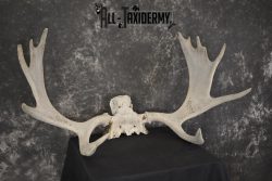 Shiras Moose Skull plate with Antlers taxidermy for sale * SKU 2023 - Image 3