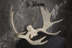 Shiras Moose Skull plate with Antlers taxidermy for sale * SKU 2023 - Image 2