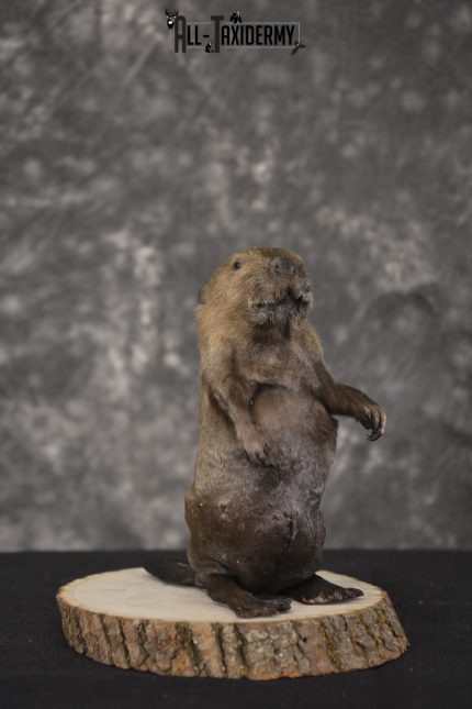 Baby Beaver taxidermy mount for sale * SKU 2021