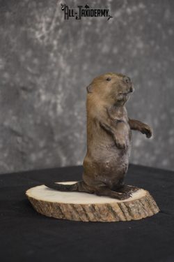 Baby Beaver taxidermy mount for sale * SKU 2021 - Image 5